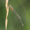 IMG_1584 Lestes sponsa